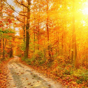 Photography Background Path Golden leaves Trees Autumn Sunshine Backdrops