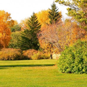 Photography Background Lawn Trees Golden Leaves Autumn Backdrops