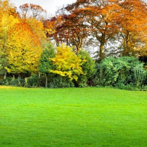 Photography Backdrops Lawn Tree Yellow Leaves Autumn Background