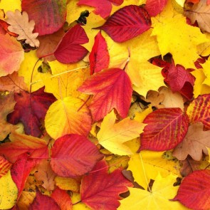 Photography Backdrops Golden Red Leaves Autumn Background For Photo Studio