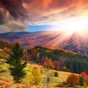 Photography Backdrops Hills Sunset Autumn Coniferous Jungle Background