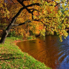 Photography Backdrops Lake Park Golden Leaves Autumn Background