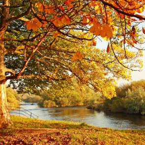 Photography Backdrops River Lawn Tree Golden Leaves Autumn Background