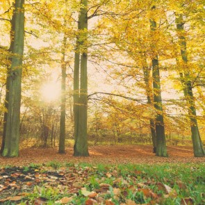 Photography Backdrops Forest Trees Golden Leaves Autumn Background