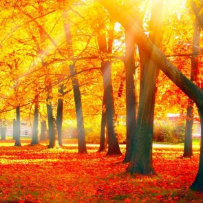 Photography Backdrops Red Maple Leaf Sunlight Trees Autumn Background