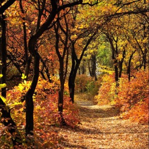 Autumn Photography Background Path Trees Golden Leaves Backdrops