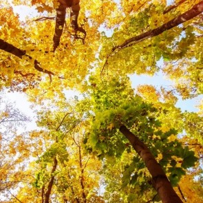 Autumn Photography Background Trees Golden Leaves Backdrops