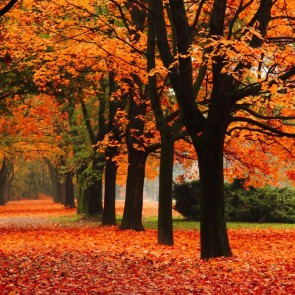 Autumn Photography Background Red Maple Leaf Tree Leaves Backdrops