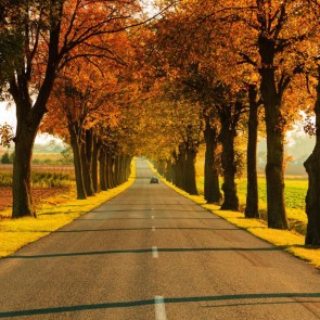 Autumn Photography Background Road Golden Leaves Trees Backdrops