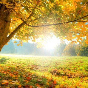 Autumn Photography Background Golden Leaves Lawn Sunshine Backdrops