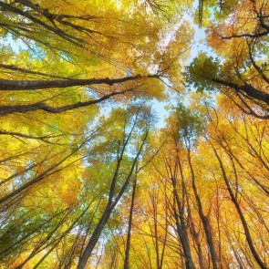 Jungle Photography Background Autumn Yellow Leaves Backdrops