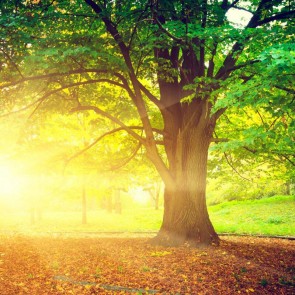 Tree Sunlight Photography Background Deciduous Autumn Backdrops
