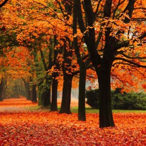 Red Maple Leaves Photography Background Autumn Trees Backdrops