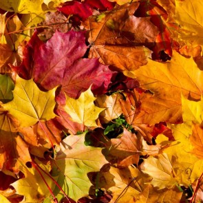 Deciduous Dead Leaves Photography Background Autumn Backdrops