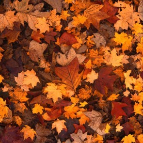 Dead Leaves Photography Background Deciduous Autumn Backdrops