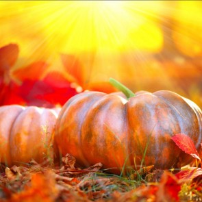 Photography Background Pumpkin Yellow Leaves Autumn Thanksgiving Day Backdrops