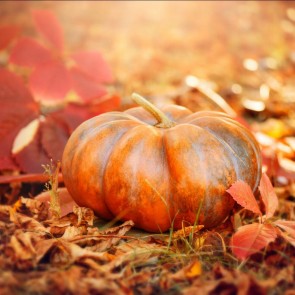 Photography Background Pumpkin Autumn Leaves Thanksgiving Day Backdrops