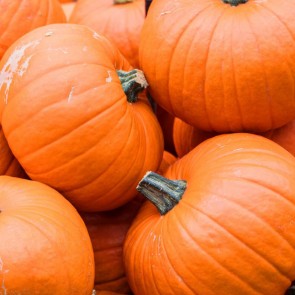 Photography Background Orange Pumpkin Thanksgiving Day Backdrops For Photo Studio