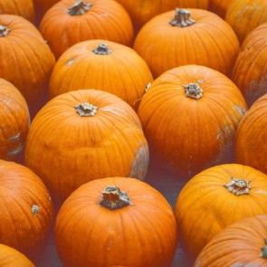 Photography Background Mature Pumpkin Thanksgiving Day Backdrops 