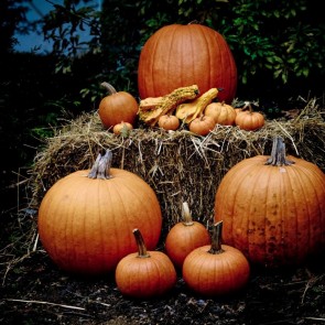 Pumpkin Haystack Photography Backdrops Thanksgiving Day Background