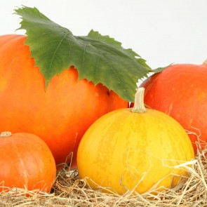 Orange Yellow Pumpkin Photography Backdrops Thanksgiving Day White Background