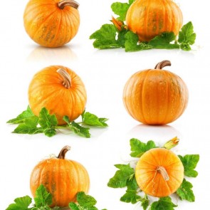 Pumpkin Leaves Photography Background Thanksgiving Day White Backdrops