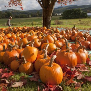 Farm Pumpkin Grassland Photography Background Thanksgiving Day Backdrops