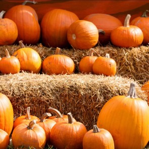 Pumpkin Haystack Photography Background Thanksgiving Day Backdrops