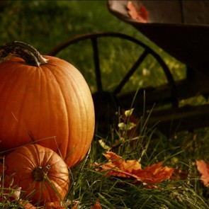 Thanksgiving Day Photography Background Grassland Pumpkin Leaves Backdrops