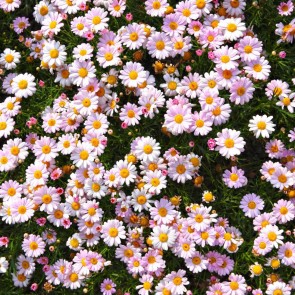 Flowers Wall Photography Background White Chrysanthemum Backdrops