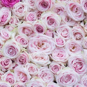 Flowers Wall Photography Background Pink Rose Backdrops For Photo Studio