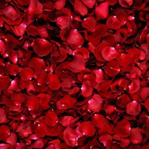 Dark Red Rose Flowers Wall Photography Background Backdrops