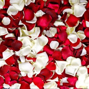 Red White Rose Petals Photography Backdrops Flowers Wall Background