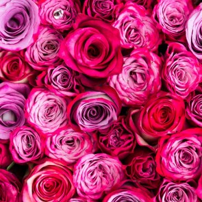 Red Purple Rose Photography Backdrops Flowers Wall Background
