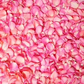 Pink Rose Petals Photography Backdrops Flowers Wall Background