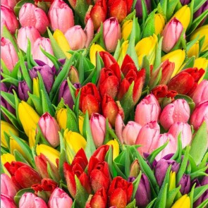 Yellow Red Tulips Photography Backdrops Flowers Background