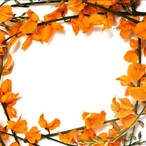 Orange Flowers Photography Background White Backdrops For Photo Studio