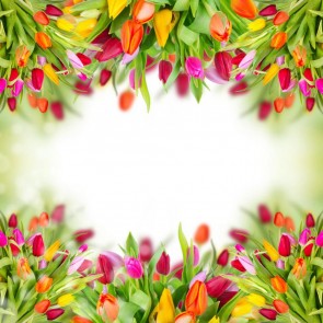 Red Yellow Flowers Tulips Photography Background White Backdrops