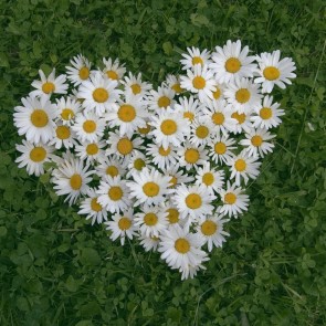 White Chrysanthemum Flowers Grass Photography Background Backdrops