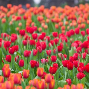 Red Tulips Flowers Photography Background Backdrops For Photo Studio
