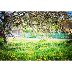 Nature Photography Backdrops Sunshine Cherry Blossom Tree Background