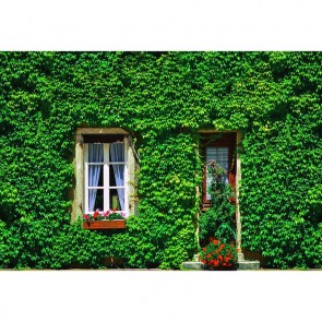 Door Window Photography Backdrops Brown Door Window Ivy Background