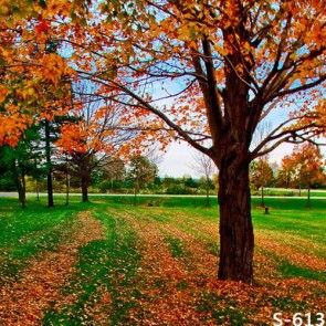 Nature Photography Backdrops Golden Autumn Lawn Trees Background