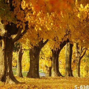 Nature Photography Backdrops Autumn Golden Leaf Poplar Tree Background