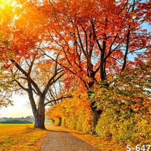 Nature Photography Backdrops Red Maple Leaf Path Autumn Background