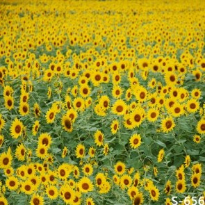 Nature Photography Backdrops Sunflower Flowers Background