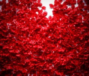 Photography Background Red Rose Petals Flowers Wall Backdrops