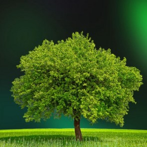 Green Light Tree Prairie Photography Backdrops Abstract Background