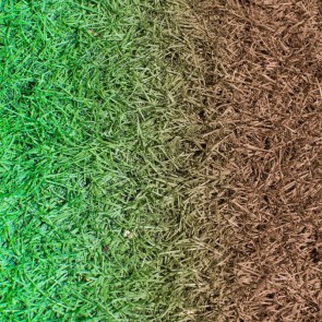 Green Grass And Withered Grass Photography Backdrops Abstract Background