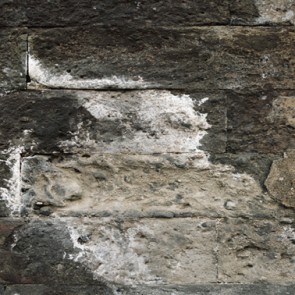 Photography Background Moldy Wood Wall Grunge Dilapidated Backdrops